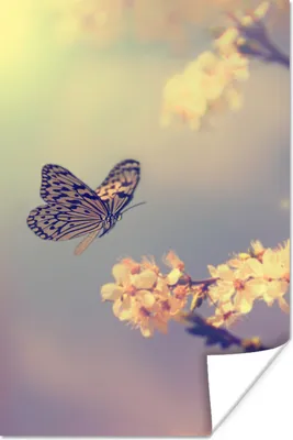Produktbild von MuchoWow® Poster Schmetterlinge - Blüte - Zweig - Baum 120x180 cm - Kunstposter