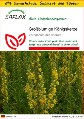 Produktbild von SAFLAX Anzucht Set - Großblumige Königskerze - Verbascum densiflorum - 500 Samen - Mit Mini-Gewächshaus, Anzuchtsubstrat und 2 Töpfen