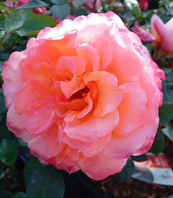 Immagine prodotto di Rosa Bedding Rose - Leonardo da Vinci - Rosa rosa in vaso grande da 7 litri