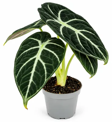 Produktbild von Alocasia Black Velvet - Alokasie - absolute Rarität - Mini Pflanze 6cm ca. 8-10cm hoch