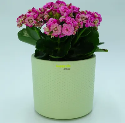 Produktbild von Set6 6 Keramik Blumentöpfe Toscana seiden matt grün Ø 13.5 cm H 12.5 cm