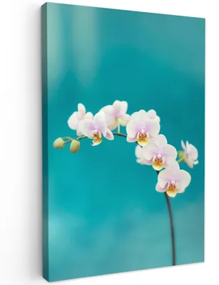 Productafbeelding van Elzusha - Canvas Schilderij 40x60cm Bloemen Wanddecoratie