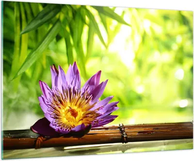 Produktbild von Bilder auf glas - Asien spa bambus blume - 100x70cm - Glasbilder - Wandbilder - Kunstdruck - zum Aufhängen bereit - Wanddekoration aus Glas - Glas Bilder - Wandbild auf Glas - GAA100x70-2476