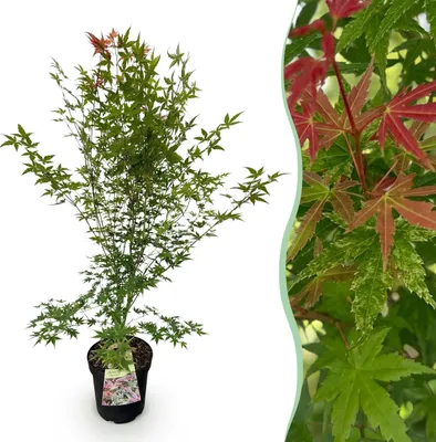 Immagine prodotto di Acer palmatum Phoenix - Acero giapponese - Deciduo - Verde - Rosso - 80-90cm - Ø26cm - Pianta da giardino