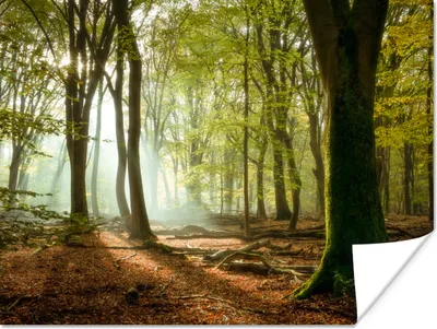 Produktbild von MuchoWow® Poster Wald - Sonne - Jahreszeiten - Landschaft 160x120 cm - Foto Plakat
