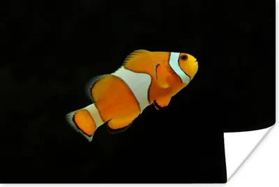 Produktbild von MuchoWow® Poster Fisch - Linie - Schwarz 60x40 cm - Schlafzimmerdekoration