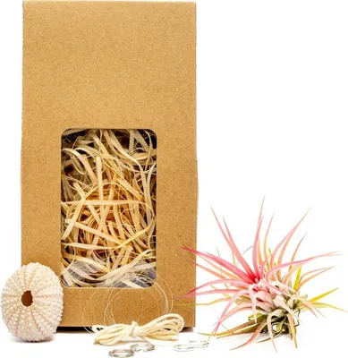 Obrázok produktu pre Gardners Medusa "Vyrob si sám“ ROSE s Tillandsií Ionantha red