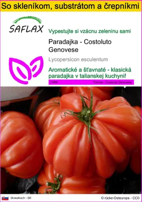Obrázok produktu pre SAFLAX Kultivačný set - Paradajka - Costoluto Genovese - Lycopersicon esculentum - 10 Semená - S mini skleníkom, pestovateľským substrátom a 2 črepníkmi