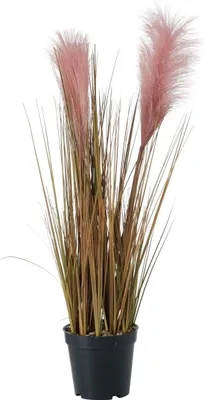 Produktbild von Boltze Gruppe Topfplanze Pampasgras 65 cm
