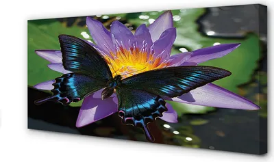 Produktbild von Leinwandbild 120x60 Wandkunst Schmetterling Blume