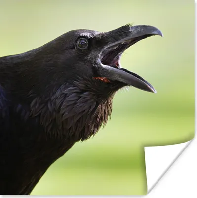 Produktbild von MuchoWow® Poster Krähe - Schwarz - Vogel 50x50 cm - Wohnzimmerdekoration
