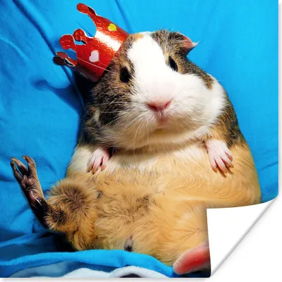 Produktbild von MuchoWow® Poster Meerschweinchen - Lustig - Krone - Kinder - Jungen - Mädchen - Kind 100x100 cm - Babyzimmer