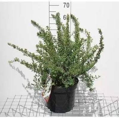 Immagine prodotto di Spiraea nipp. snowmound' - Spirea nuziale 30-40 cm - In contenitore