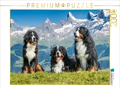 Produktbild von CALVENDO Puzzle Berner Sennenhunde in der Schweiz | 2000 Teile Lege-Größe 90x67cm Foto-Puzzle für glückliche Stunden