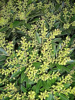 Produktbild von Pieris japonica Prelude - Japanische Lavendelheide - Schattenglöckchen - 30-40