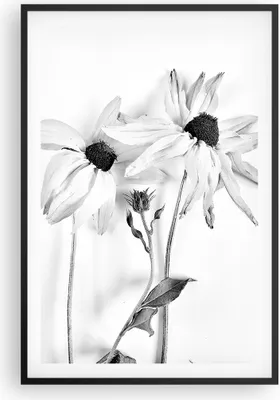 Produktbild von Gerahmtes Poster - Schwarzer Rahmen - Verwelkt Blumen Monochrom - 61x91,5 cm - Wand Bild - Wanddeko - Wandbilder - Kunstposter - Wandposter - Bilderrahmen - Bilder - Kunstdruck - P2BPA61x91-4737