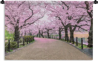 Produktbild von MuchoWow® Wandteppich Wandbehang Sakura - Frühling - Japan 120x80 cm Tapisserie Dekoration Wandtuch - Wanddekorationen - Wandtücher
