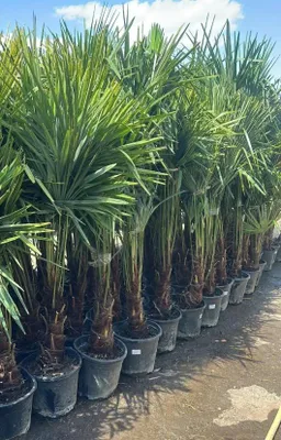 Produktbild von Palme Trachycarpus Fortunei – Hanfpalme Höhe ca. 160 cm, Winterhart bis –19 °C Top