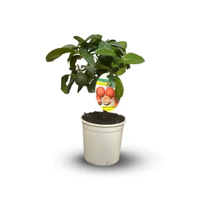 Image de Citronnier rosso - agrume méditerranéen - arbre fruitier - rubra - ↕ 35-40 cm - ⌀ 15 cm