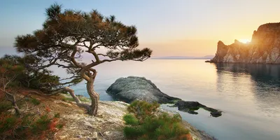 Produktbild von Tulup® Leinwandbild - 140x70 cm - Wandkunst - Drucke auf Leinwand - Leinwanddruck  - Landschaften - Grün - Baum am Meer