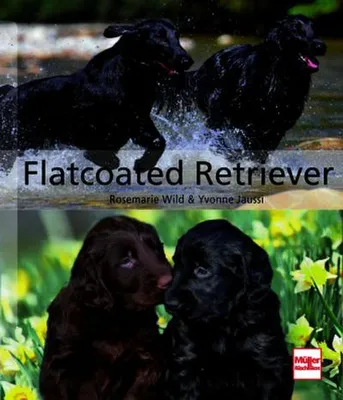 Produktbild von Flatcoated Retriever