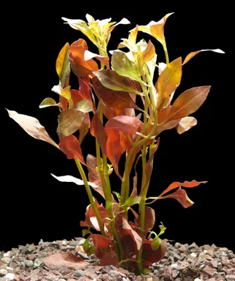 Produktbild von 2 Bund Rotes Sumpfheusenkraut ( Ludwigia Palustris)