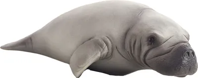 Obrázok produktu pre Mojo Fun Manatee (Portugal), 3 rok / roky, SEALIFE, Šedá, Biela, Polyvinylchlorid (PVC)