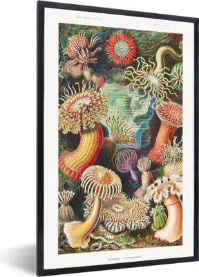 Produktbild von MuchoWow® Gerahmtes Poster Ernst Haeckel - Anemone - Retro - Natur - Pflanzen - Meer 60x90 cm - Poster mit Schwarzem Bilderrahmen Wandposter Rahmen Foto Bilder - Kunst