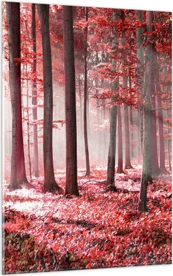 Produktbild von Bilder auf glas - Einteilig - Wald Rot Bäume - 50x70cm - Glasbilder - Wandbilder - Bilder - zum Aufhängen bereit - Wanddekoration aus Glas - Glas Bilder - Wandbild auf Glas - GPA50x70-4944