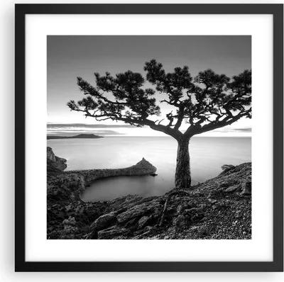 Produktbild von Gerahmtes Poster - Schwarzer Rahmen - Baum Schwarzweiß Ansicht - 40x40 cm - Wand Bild - Wanddeko - Wandbilder - Wandposter - Bilderrahmen - Bilder - Kunstdruck - Wandbild - P2BAC40x40-4297