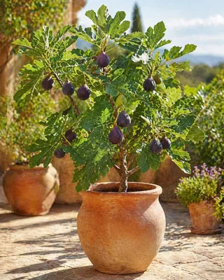 Obrázek produktu pro Ficus carica ‘Napolitana’ – fíkovník, 70–100 cm, mrazuvzdorný pravý fíkovník do zahrady, na terasu nebo do květináče