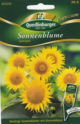 Produktbild von Quedlinburger Saatgut - Sonnenblumen Sunspot - Samen - 292078
