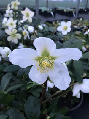 Obrázok produktu pre 6 x Helleborus niger - čemeřice - kvetináč 9 x 9 cm