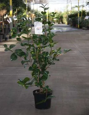 Obrázok produktu pre Camellia japonica in species-and var - Camellia japonica in Sorten und Varietäten 50- 60 cm Kontajner
