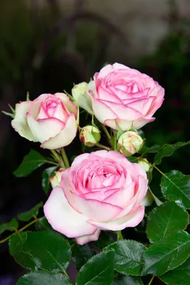 Produktbild von Rosa 'Eden Rose', nostalgische Rose, zartrosa, 5-7,5 Liter Container