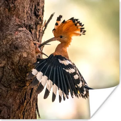 Produktbild von MuchoWow® Poster Vogel - Baum - Wald 50x50 cm - Wohnzimmerdekoration