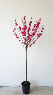 Produktbild von Prunus triloba, Höhe: 160-170 cm, Mandelbaun, Stamm rosa Blüte, Blütenbaum, KI-generiertes Bild