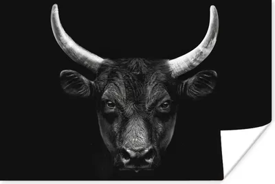 Produktbild von MuchoWow® Poster Tiere - Stier - Schwarz - Weiß - Porträt 180x120 cm - Fotoplakat