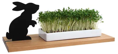 Produktbild von Side by Side Kresseschale Hase