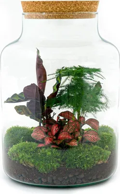 Produktbild von Flaschengarten Milky – DIY Bausatz Terrarium – ↕30cm – Do-It-Yourself Pflanzen-Set im Glas mit Korkdeckel – Autarkes Mini-Ökosystem – Inkl. Calathea, Fittonia, Spargel & Moos – Für Zuhause & Büro