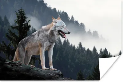 Produktbild von MuchoWow® Poster Wolf - Tier - Wald 60x40 cm - Schlafzimmerdekoration