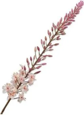 Produktbild von Silk-ka Kunstblume - Seidenblume Eremurus Stiel Lachs-Rosa 107 cm