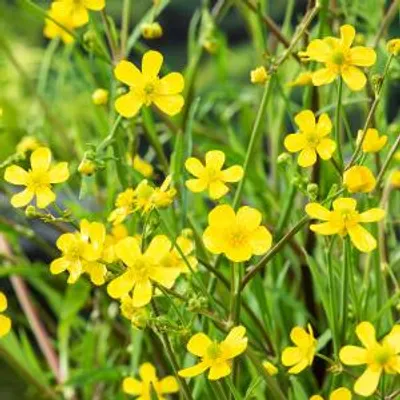 Productafbeelding van Moerings Ranunculus Flammula | Egelsboterbloem | In 18CM Mand Kant en Klaar