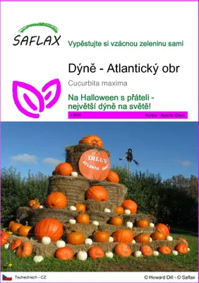 Obrázek produktu pro SAFLAX - Dýně - Atlantický obr - Cucurbita maxima - 7 Semena