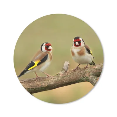 Produktbild von MuchoWow® Mauspad Mousepad Zwei kleine Stieglitze auf einem Baumast 20x20 cm - Mousepads - Maus Mat - Pad - Mausunterlage - Schreibtischmatte