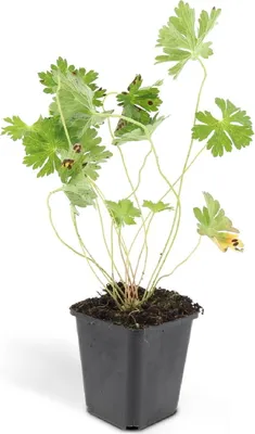 Zdjęcie produktu dla Rosliny okrywowe - Cranesbill - Geranium 'Rozanne' - Doniczka 9 cm - Zestaw 12 roslin