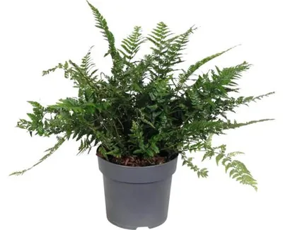 Obrázek produktu pro Kapradina FloraSelf Polystichum neolobatum květináč Ø 14 cm