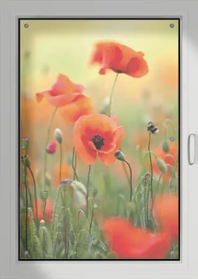Produktbild von Wallario Lichtschutzbild, Dekorativer Sichtschutz Sonnenschutz 76 x 115 cm mit Motiv: Mohnblumenblüten - Verdunklung ohne Bohren