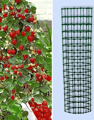 Produktbild von BALDUR Garten Kletter-Erdbeere 'Hummi®' und Dekorativer Rankturm;1 Set Erdbeere mit Rankhilfe, schnellwachsende Klettererdbeeren, selbstfruchtend, winterhart, extra lange & starke Ranken, blühend