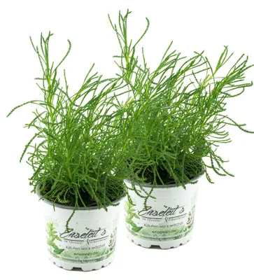 Produktbild von Enseleits Olivenkraut 2 Pflanzen, Olivenstrauch Pflanze - Santolina viridis aus Nachhaltigem Anbau